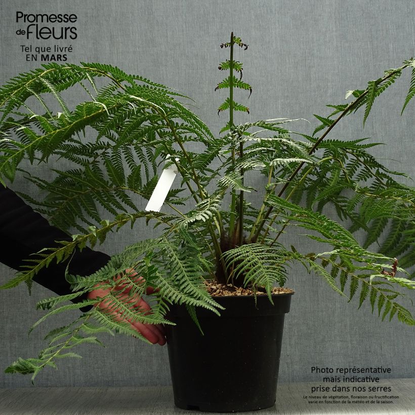 Spécimen de Fougère arborescente - Dicksonia antarctica Pot de 4L/5L, Haute-Tige, Hauteur de tronc (stipe) 10/15 cm tel que livré au printemps