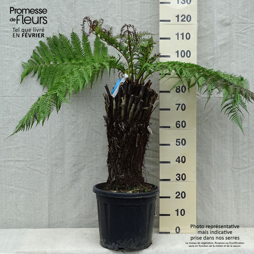 Spécimen de Fougère arborescente - Dicksonia antarctica Pot de 18L/20L, Hauteur de tronc (stipe) 40/50 tel que livré en hiver