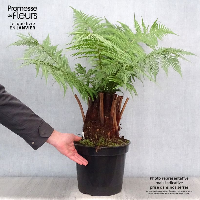 Spécimen de Fougère arborescente - Dicksonia antarctica Pot de 4L/5L, Hauteur de tronc (stipe) 20/30cm tel que livré en hiver
