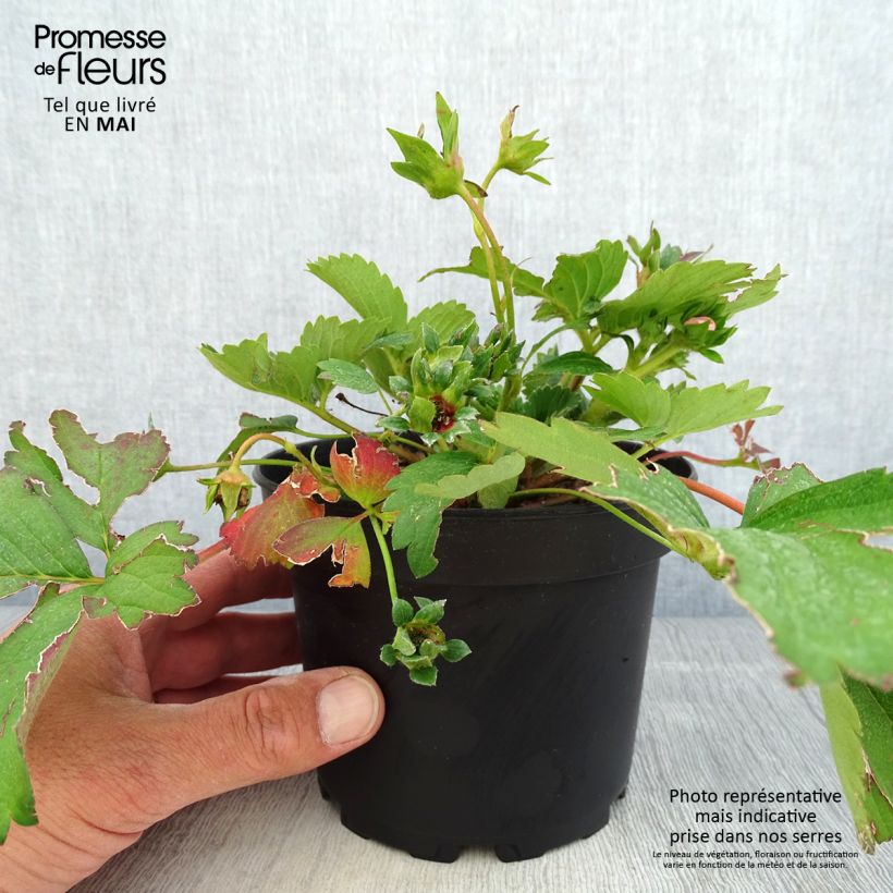 Spécimen de Fragaria Pink Marathon (remontant) - Fraise des bois Pot de 1,5L/2L tel que livré au printemps