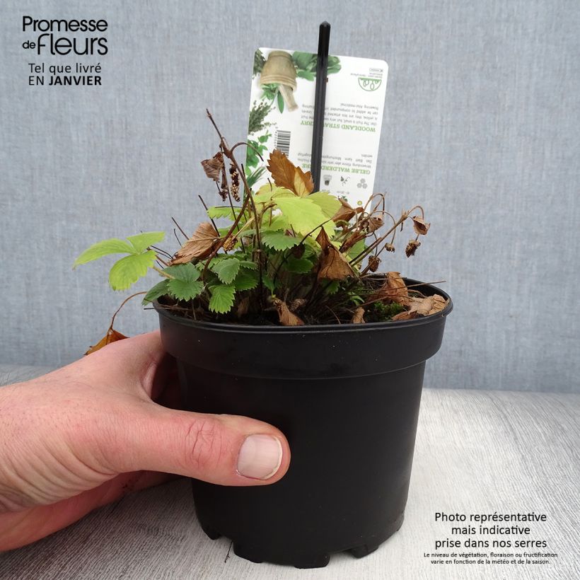 Spécimen de Fragaria alpinum Yellow Wonder - Fraisier des Alpes Pot de 1,5L/2L tel que livré en hiver
