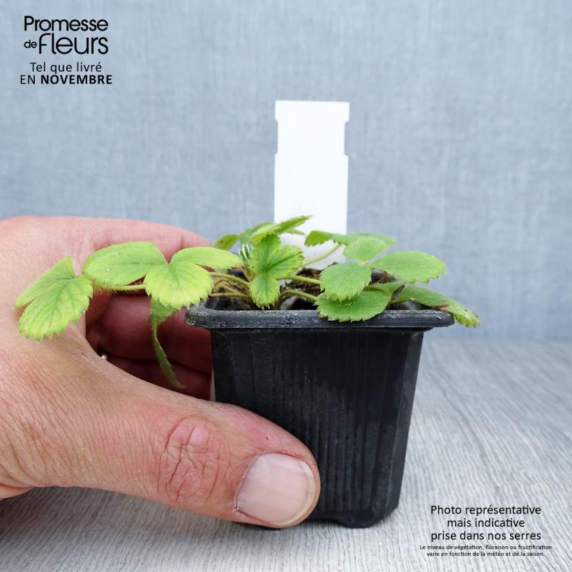 Spécimen de Fraisier Anaïs (remontant) en godet de 7cm Godet de 7/8 cm tel que livré en automne