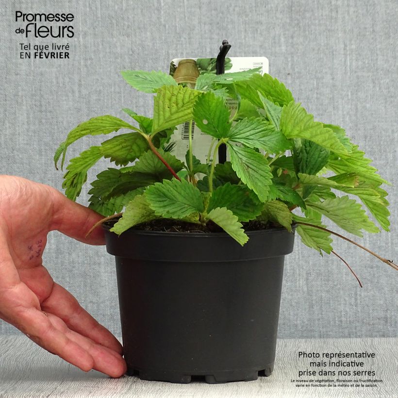 Spécimen de Fraisier Capron - Fragaria moschata Pot de 1,5L/2L tel que livré en automne