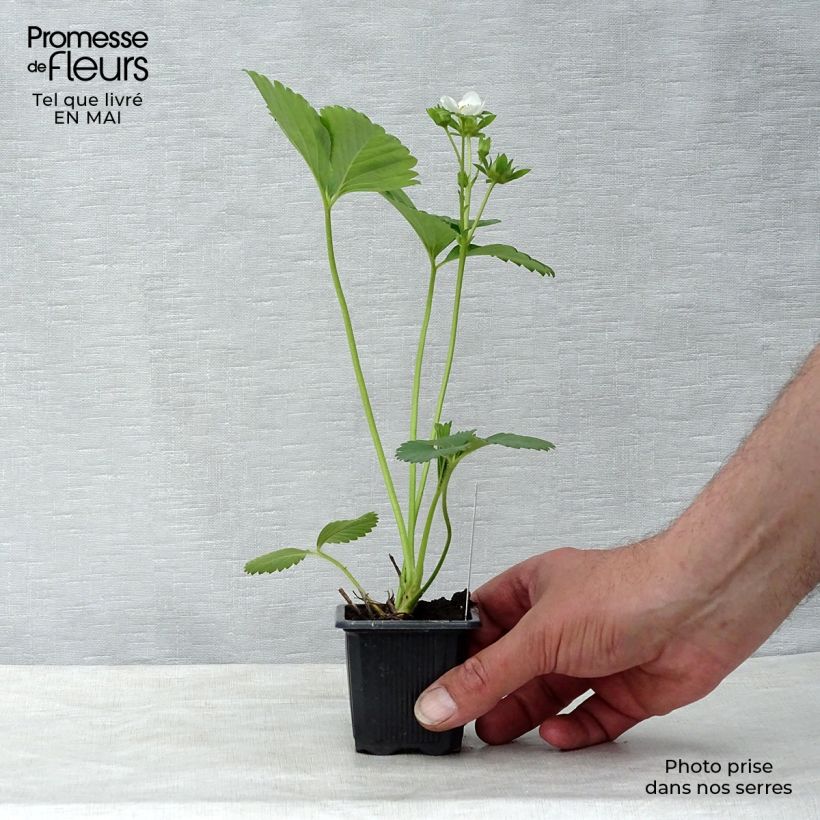 Spécimen de Fraisier Charlotte (remontant)  Godet de 7/8 cm tel que livré au printemps