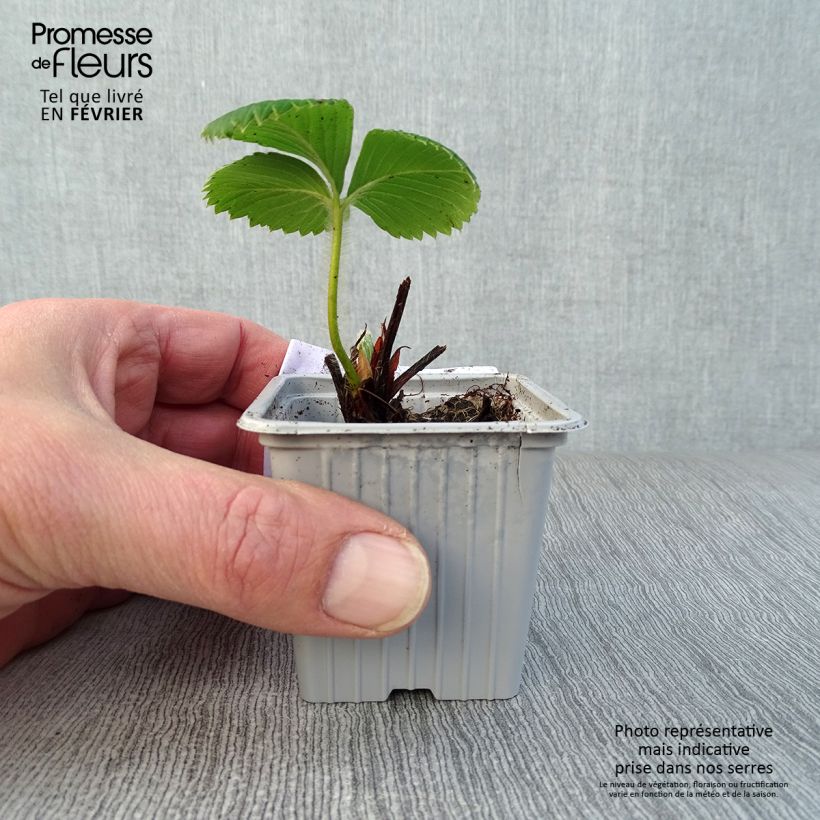 Spécimen de Fraisier Ciflorette (non remontant) Godet de 7/8 cm tel que livré en hiver