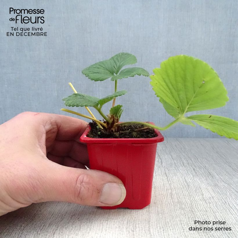 Spécimen de Fraisier Cijosée (remontant) Godet de 7/8 cm tel que livré en hiver