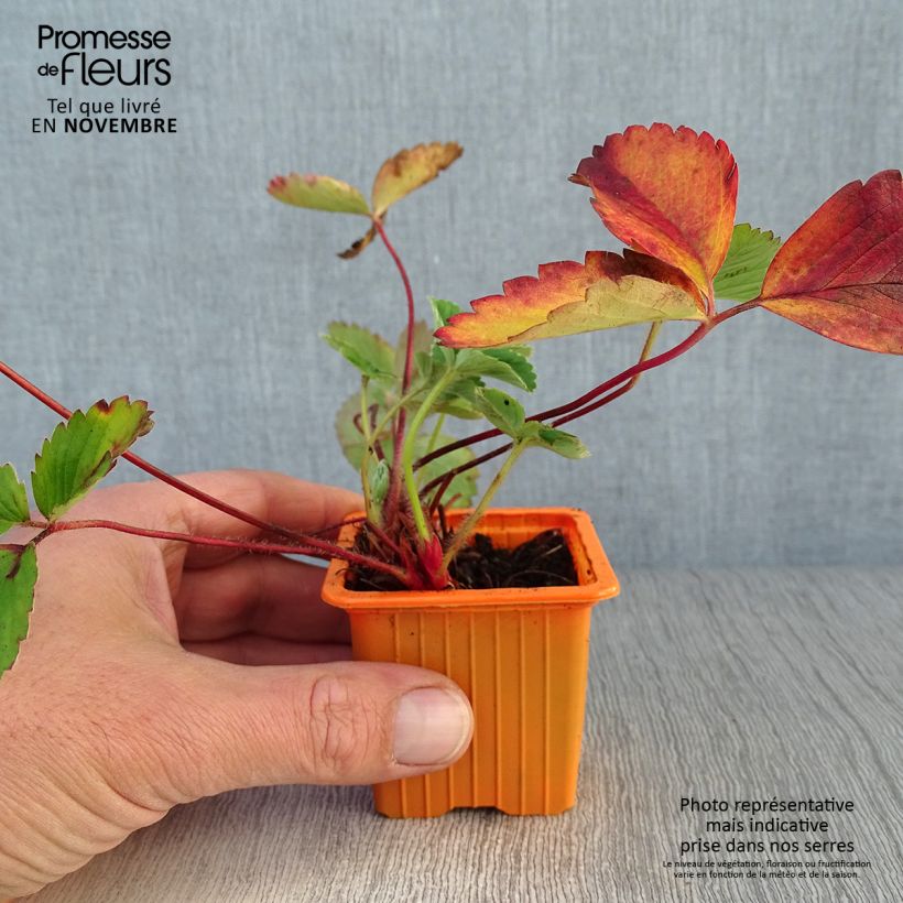 Spécimen de Fraisier Cirafine (remontant)  Godet de 7/8 cm tel que livré en automne