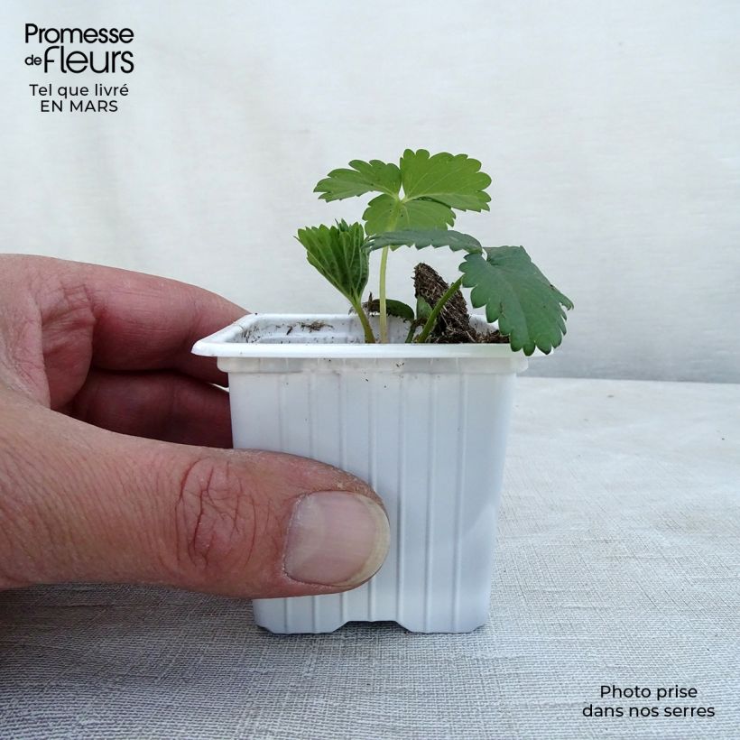 Spécimen de Fraisier Cirano Godet de 7/8 cm tel que livré en hiver