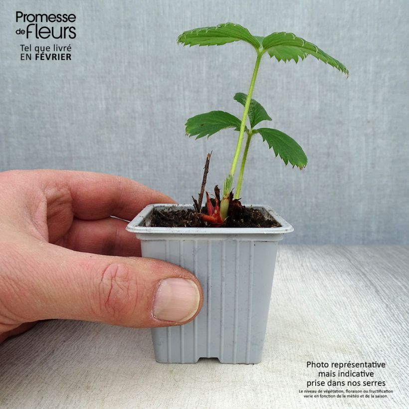 Spécimen de Fraisier Gariguette (non remontant ) Godet de 7/8 cm tel que livré en hiver