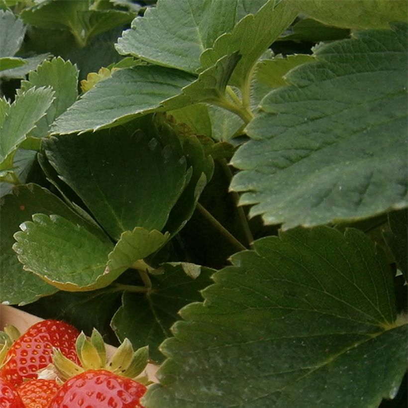 Fraisier Mariguette (remontant) en plants (Feuillage)