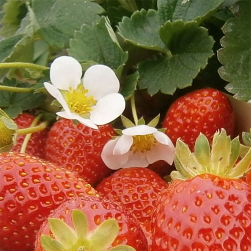 Fraisier Mariguette (remontant) en plants (Floraison)