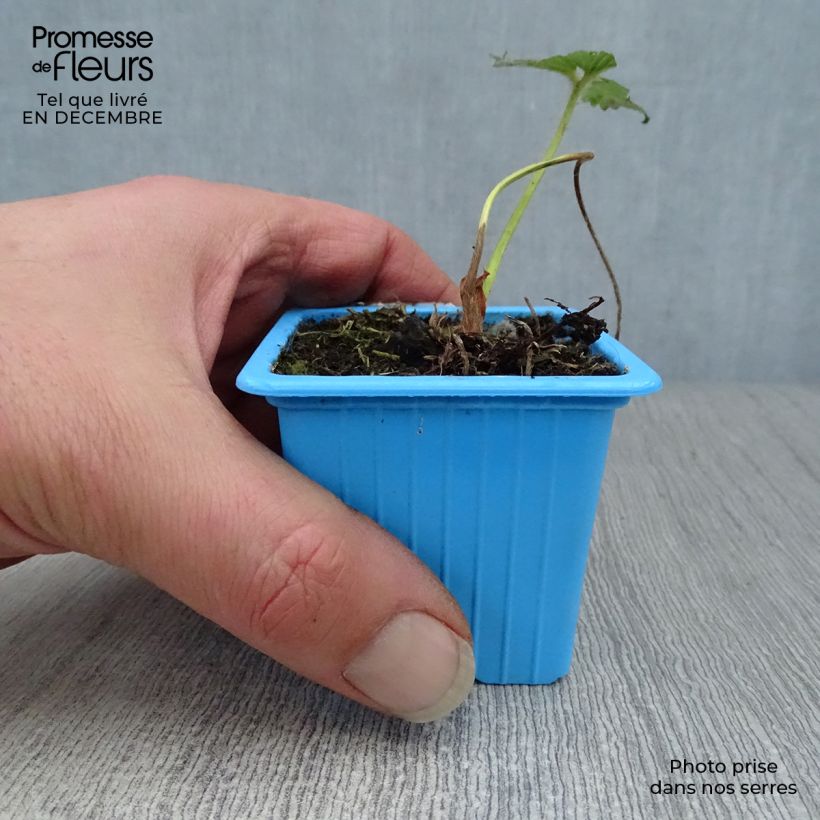 Spécimen de Fraisier Mariguette (remontant) en plants Godet de 7/8 cm tel que livré en hiver