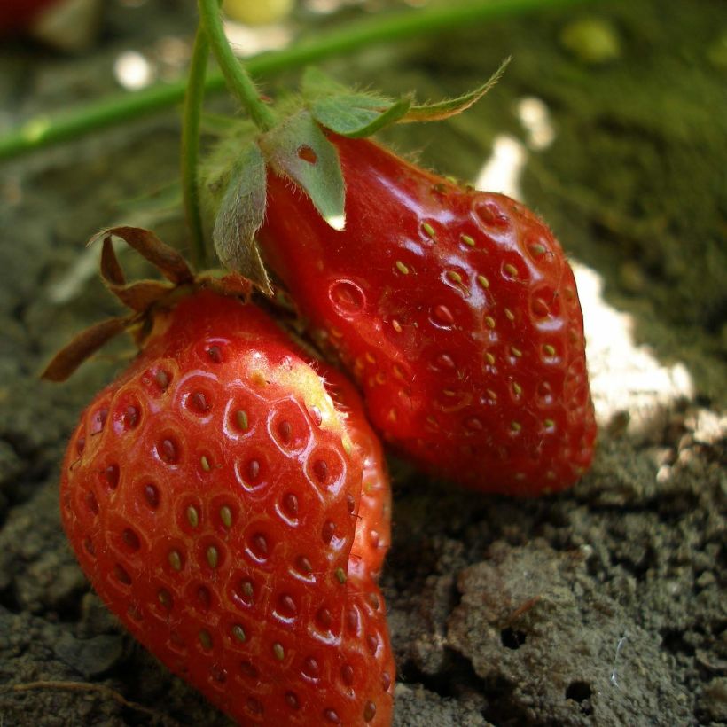 Fraisier Rubis des Jardins (Non remontant)  (Récolte)