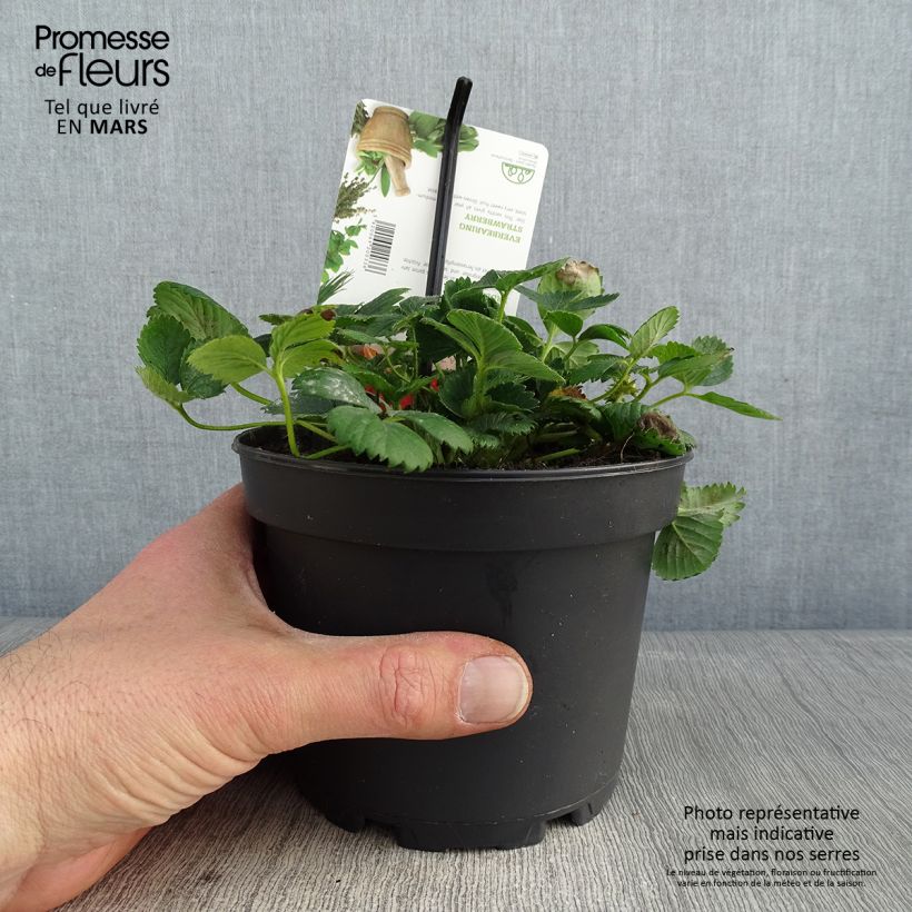 Spécimen de Fraisier Temptation - Fraise des bois à gros fruits Pot de 1,5L/2L tel que livré en hiver