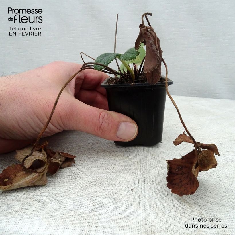 Spécimen de Fraisier White Pineberry Godet de 8/9 cm tel que livré en hiver