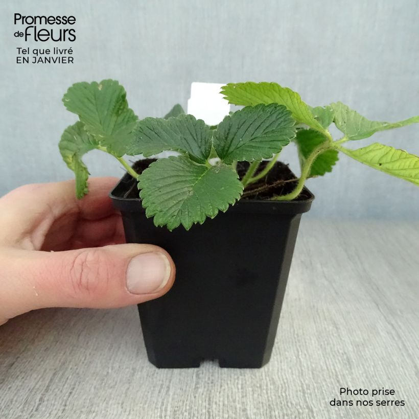 Spécimen de Fraisier abricot - Fragaria rubicolia Mont Omei Godet de 8/9 cm tel que livré en hiver