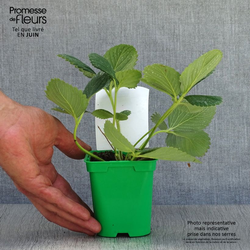 Spécimen de Fraisier grimpant Mount Everest en plants Pot de 10 cm/11cm tel que livré en été