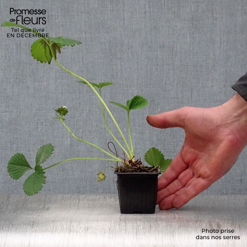 Spécimen de Fraisier Maestro (remontant) Godet de 7/8 cm tel que livré en hiver