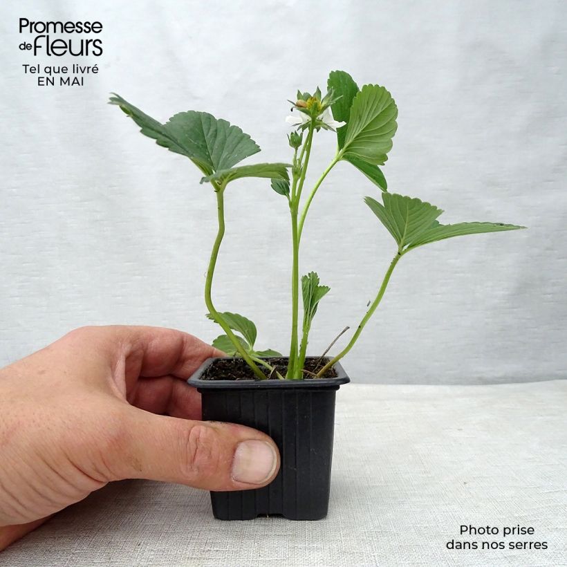 Spécimen de Fraisier Maestro (remontant) Godet de 7/8 cm tel que livré au printemps