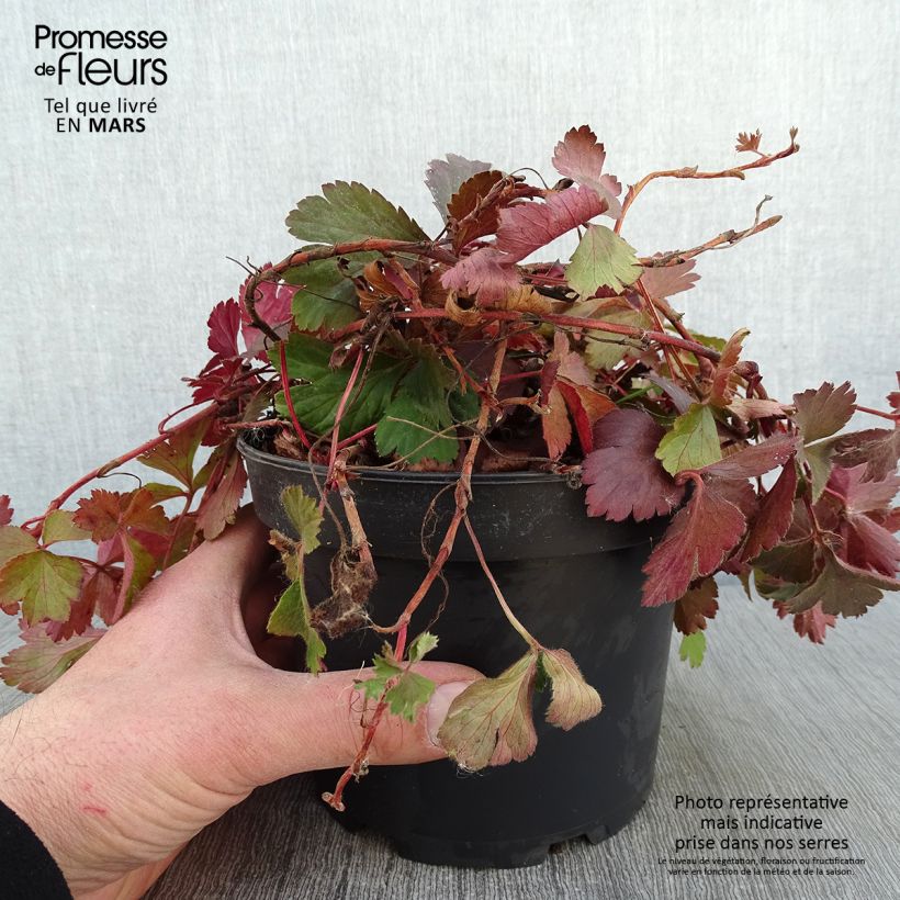 Spécimen de Fraisier stérile - Waldsteinia ternata Pot de 2L/3L tel que livré en hiver