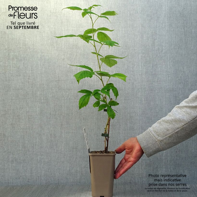 Spécimen de Framboisier Aroma Queen (remontant) Pot de 1,5L/2L, Touffe tel que livré en automne
