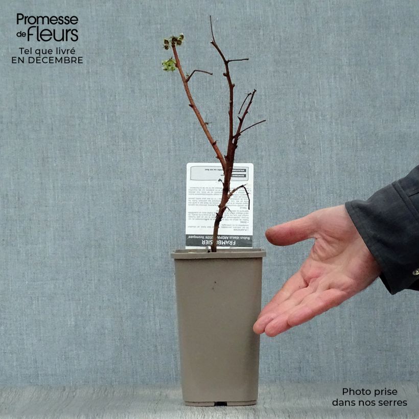 Spécimen de Framboisier Aroma Queen (remontant) Pot de 1,5L/2L, Touffe tel que livré en hiver