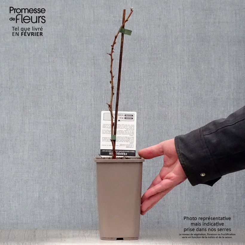 Spécimen de Framboisier Autumn Amber (remontant) Pot de 1,5L/2L, Touffe tel que livré en hiver
