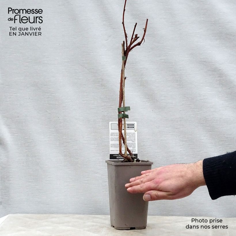 Spécimen de Framboisier Autumn First (remontant ) Pot de 1,5L/2L, Touffe tel que livré en hiver