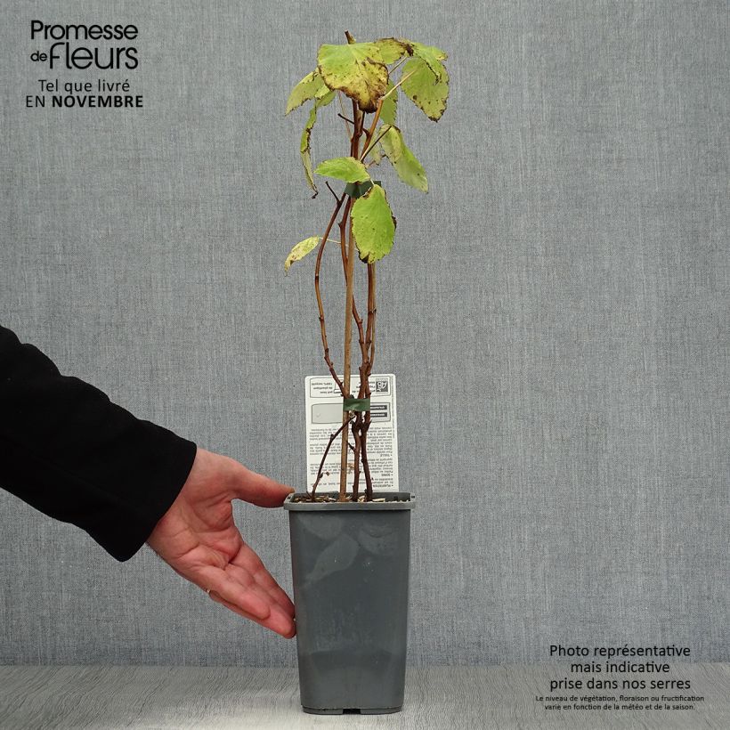 Spécimen de Framboisier Autumn Happy Malling Happy (remontant) Bio Pot de 1,5L/2L, Buisson tel que livré en automne