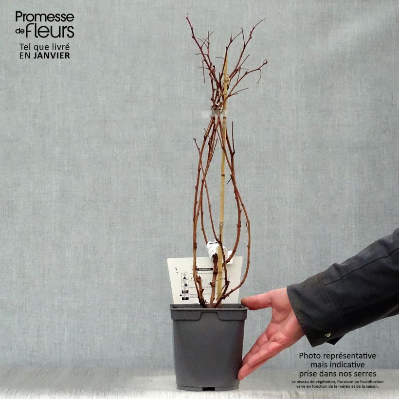 Spécimen de Framboisier Belle de Malicorne - Georges Delbard Pot de 2L/3L, Touffe tel que livré en hiver