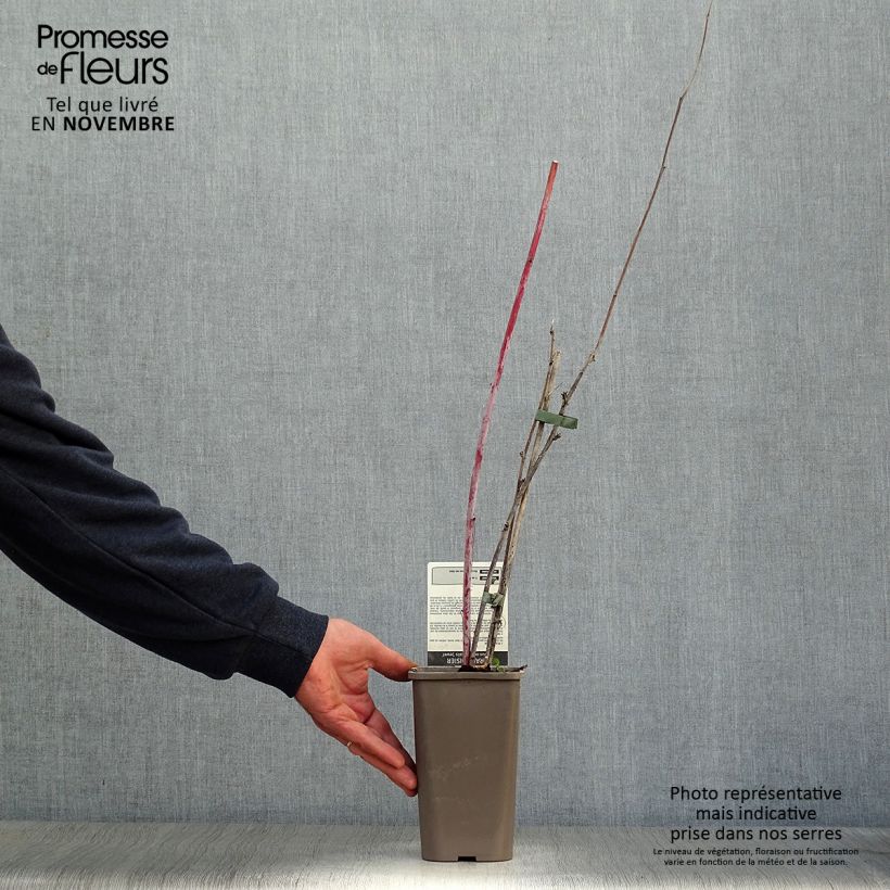 Spécimen de Framboisier Black Jewel - Rubus occidentalis Pot de 1,5L/2L, Touffe tel que livré en automne
