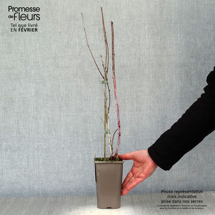 Spécimen de Framboisier Black Jewel - Rubus occidentalis Pot de 1,5L/2L, Touffe tel que livré en hiver