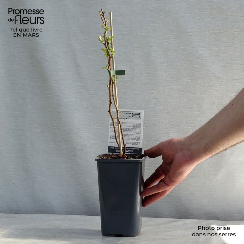 Spécimen de Framboisier remontant Blissy ou Autumn Bliss - Rubus ideaus Pot de 1,5L/2L, Touffe tel que livré en hiver