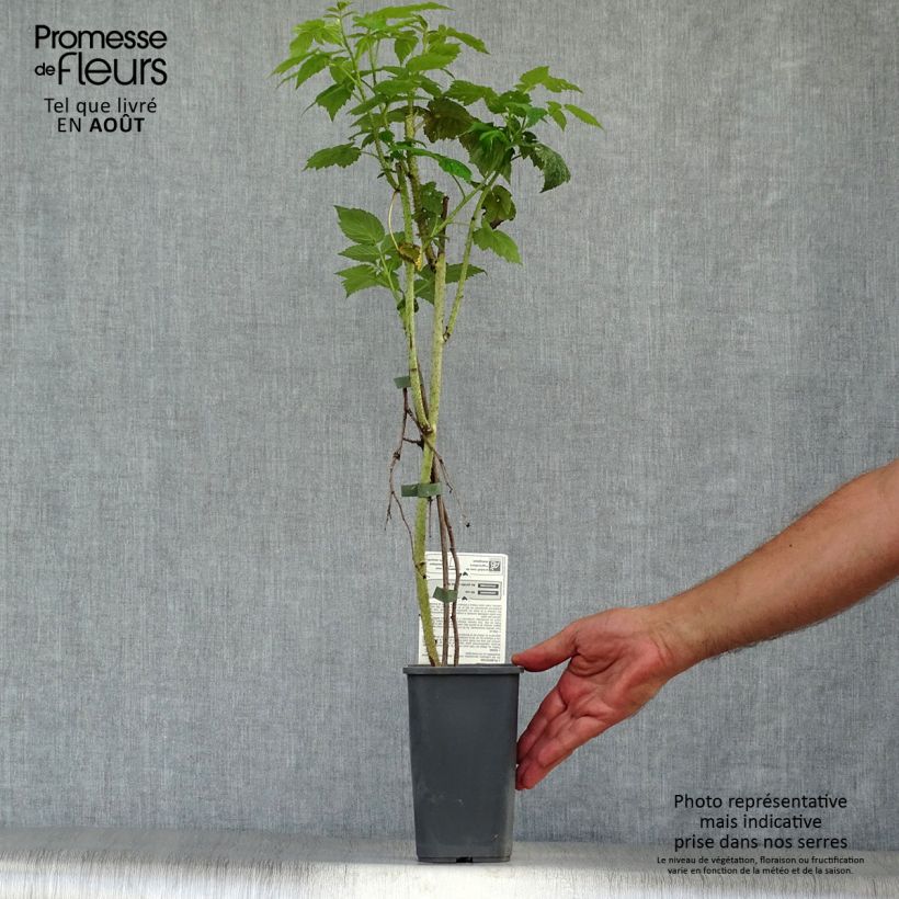 Spécimen de Framboisier Blissy ou Autumn Bliss (remontant) Bio Pot de 1,5L/2L, Touffe tel que livré en été