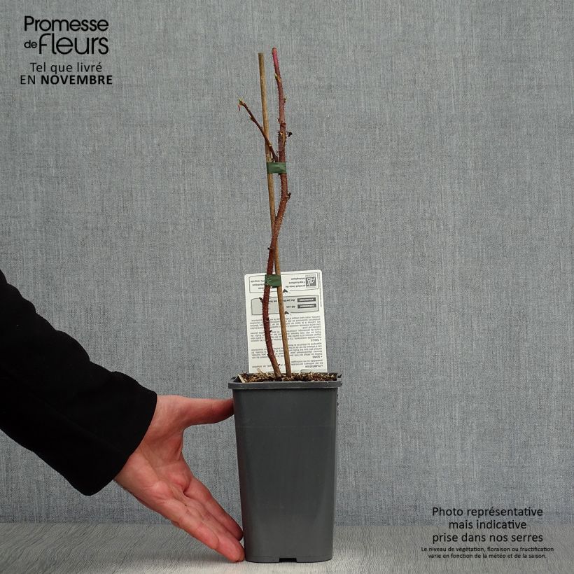 Spécimen de Framboisier Blissy ou Autumn Bliss (remontant) Bio Pot de 1,5L/2L, Touffe tel que livré en automne