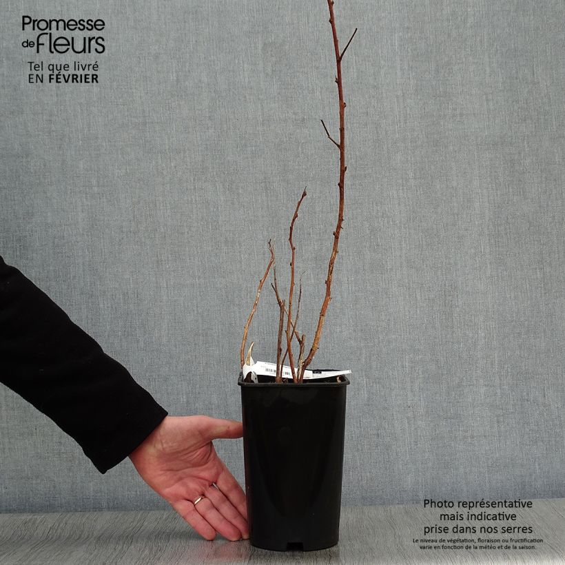Spécimen de Framboisier Fall Gold (remontant) Pot de 1,5L/2L tel que livré en hiver