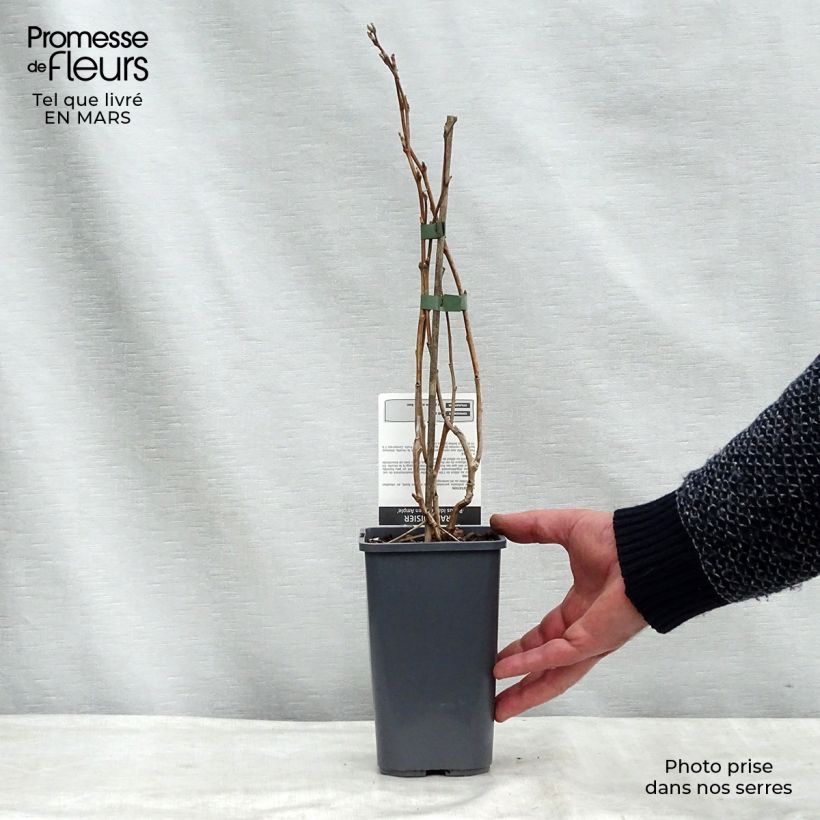 Spécimen de Framboisier Glen Ample (non remontant) Bio Pot de 1L/1,5L, Touffe tel que livré en hiver