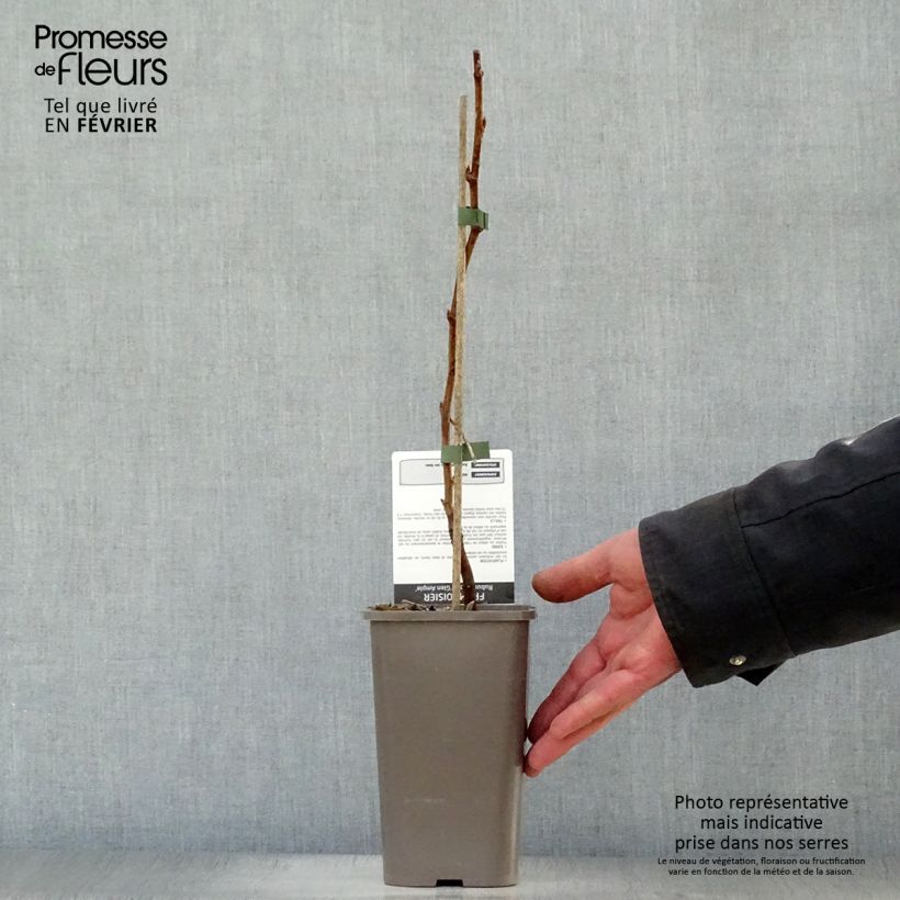 Spécimen de Framboisier Glen Ample sans épines (non remontant)  Pot de 1,5L/2L, Touffe tel que livré en hiver