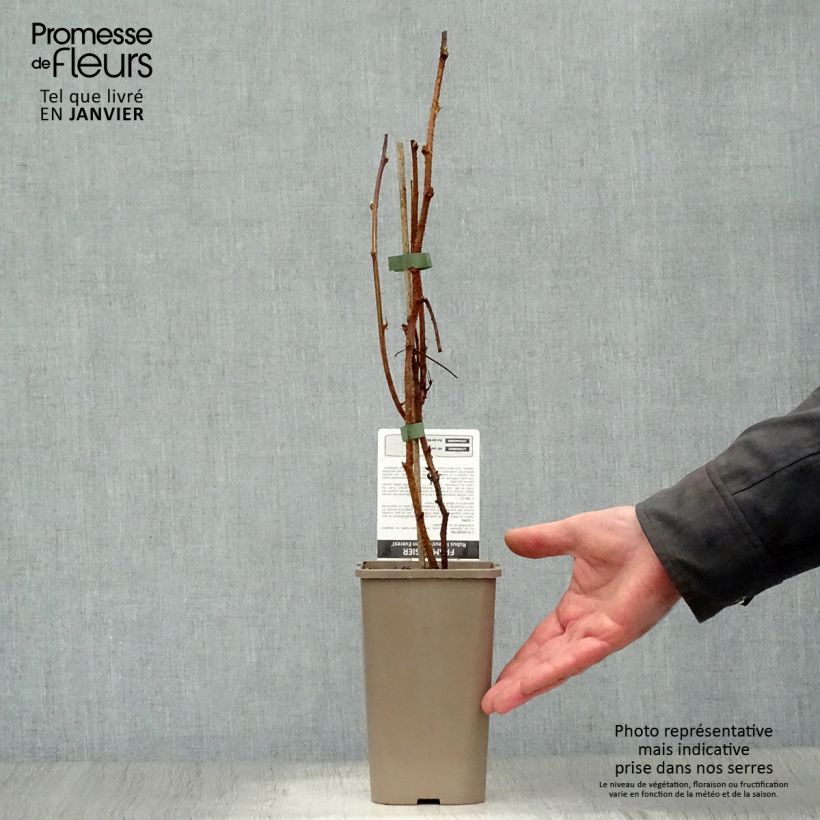 Spécimen de Framboisier Golden Everest (remontant) Pot de 1,5L/2L, Touffe tel que livré en hiver