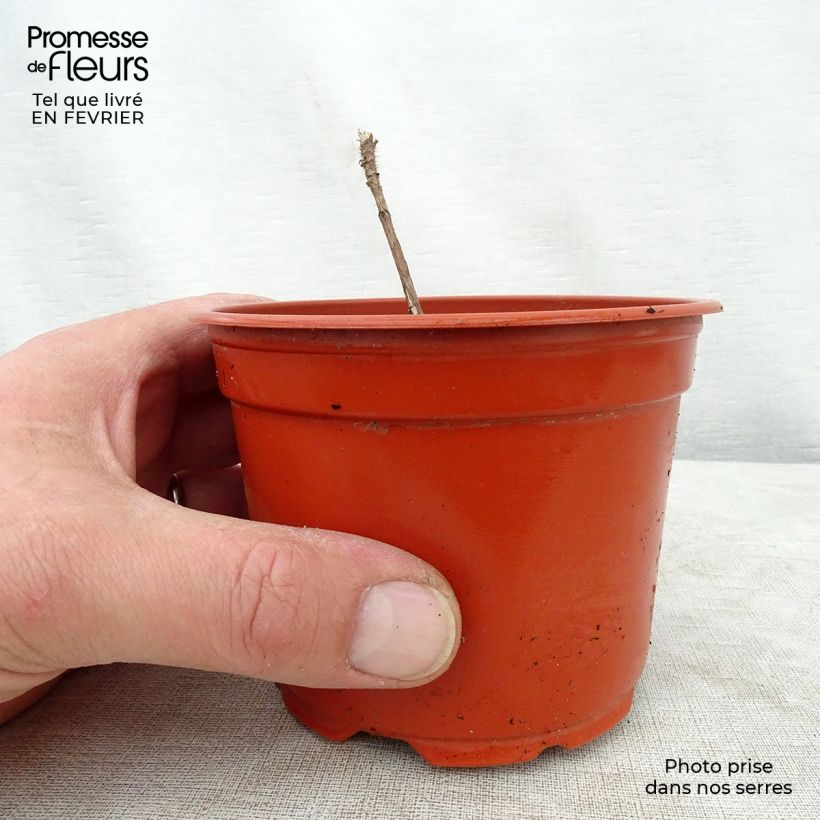 Spécimen de Framboisier Groovy - Rubus idaeus Pot de 12 cm / 13 cm, Touffe, 25/30 tel que livré en hiver