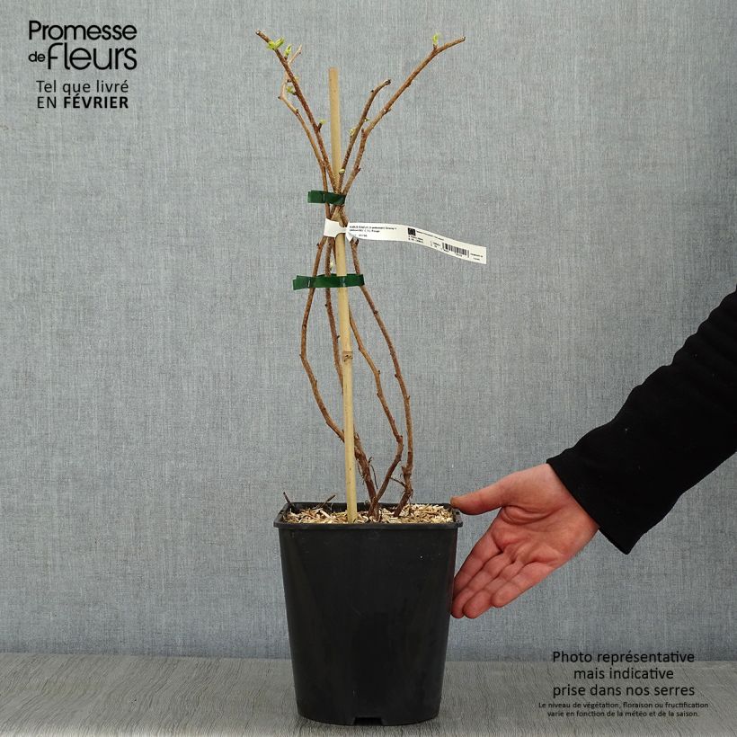 Spécimen de Framboisier Groovy - Rubus idaeus Pot de 2L/3L, Touffe tel que livré en hiver