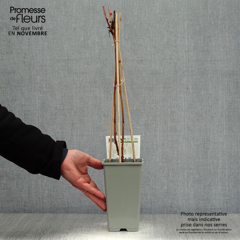 Spécimen de Framboisier Heritage (remontant) Pot de 1,5L/2L, Touffe tel que livré en automne