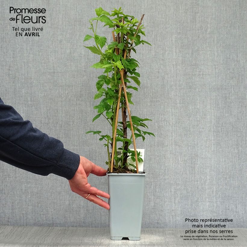 Spécimen de Framboisier Heritage (remontant) Pot de 1,5L/2L, Touffe tel que livré au printemps