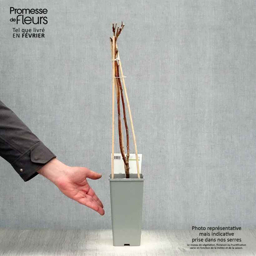 Spécimen de Framboisier Heritage (remontant) Pot de 1,5L/2L, Touffe tel que livré en hiver