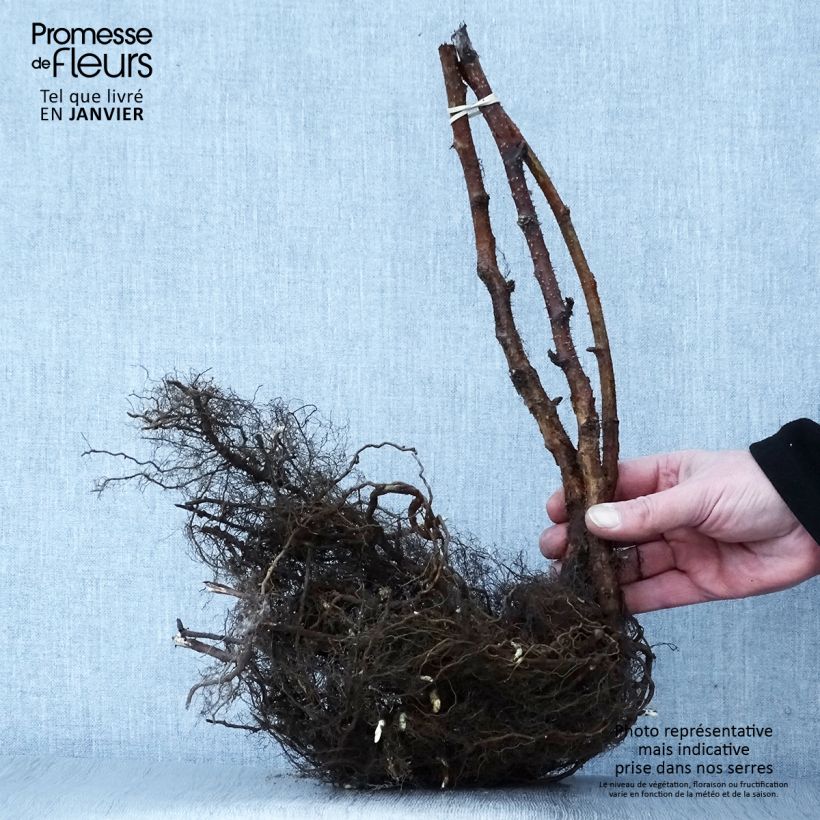 Spécimen de Framboisier Heritage (remontant) Petites Racines nues tel que livré en hiver