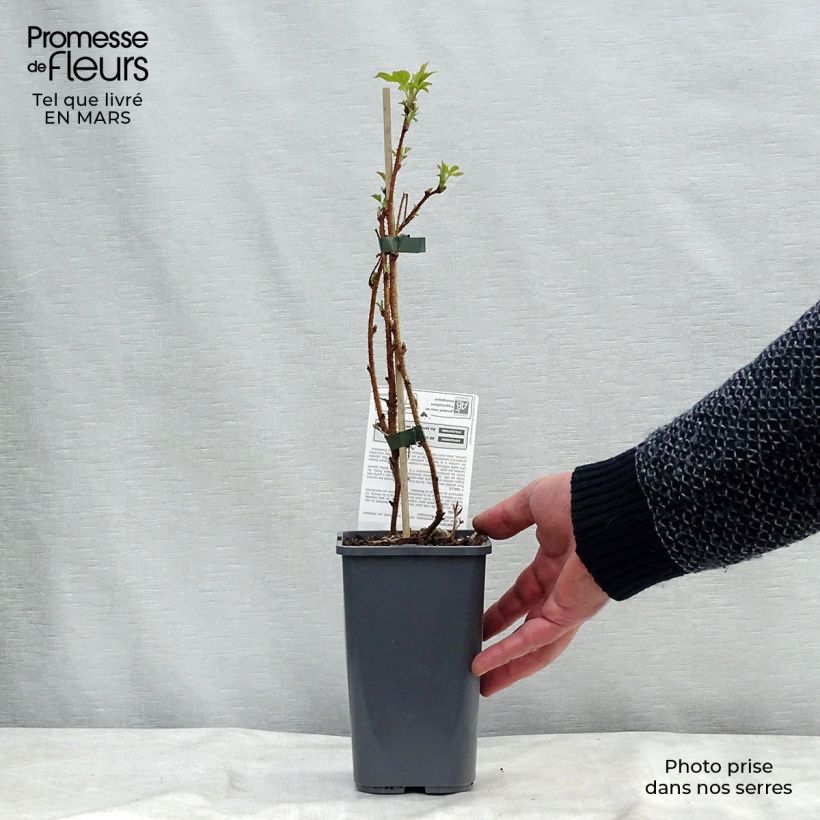 Spécimen de Framboisier Heritage (remontant) Bio Pot de 1,5L/2L, Touffe tel que livré en hiver