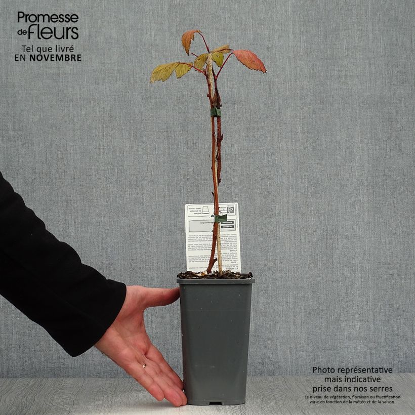 Spécimen de Framboisier Heritage (remontant) Bio Pot de 1,5L/2L, Touffe tel que livré en automne