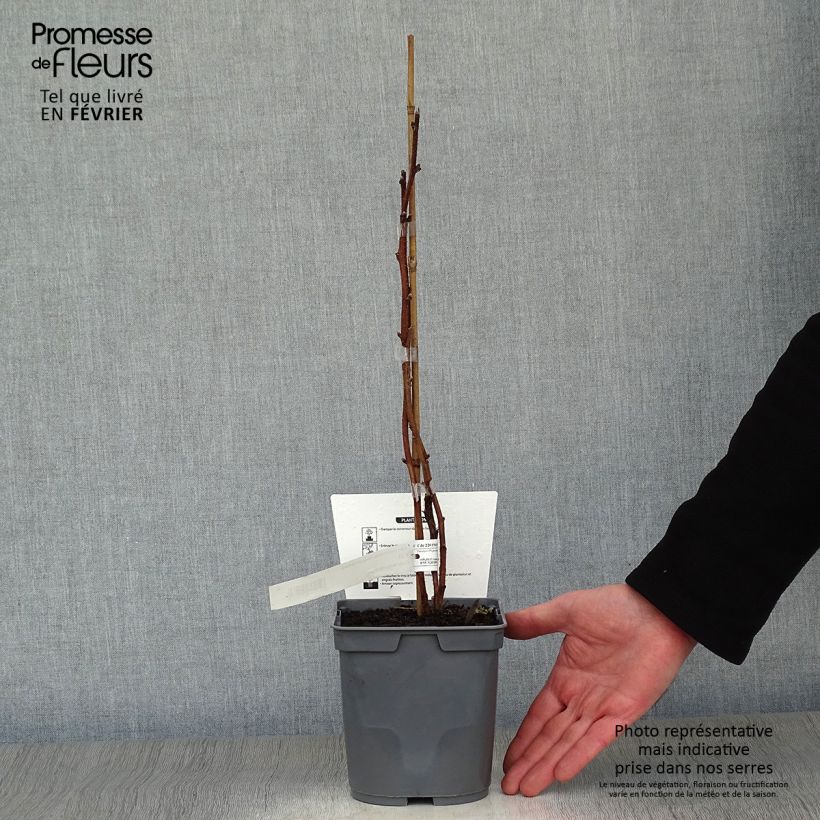 Spécimen de Framboisier Magnific Delbard - Georges Delbard Pot de 2L/3L, Touffe tel que livré en hiver