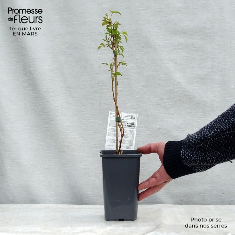 Spécimen de Framboisier Autumn Happy Malling Happy (remontant) Bio Pot de 1,5L/2L, Buisson tel que livré en hiver