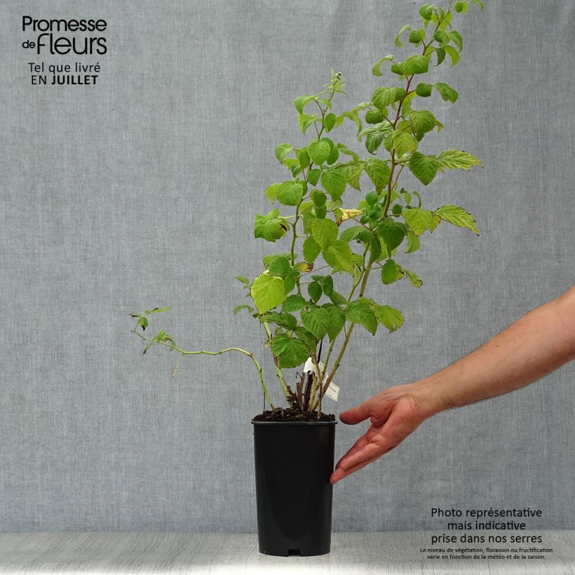 Spécimen de Framboisier Malling Promise (non remontant) Pot de 1,5L/2L tel que livré en été